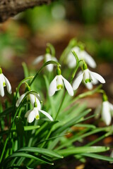 Tiny snowdrop flowers (galanthus nivalis) emerging in early spring