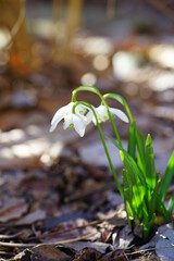 Tiny snowdrop flowers (galanthus nivalis) emerging in early spring