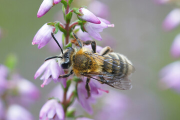 Closeup of a female of the Heather mining bee , Andrena fuscipes on purple flowers of it's host plant , the  Common Heather, Calluna vulgaris