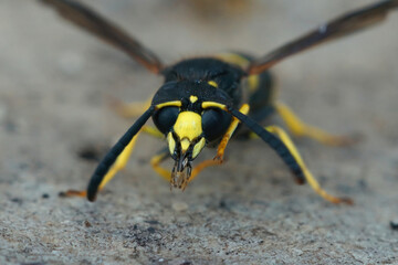 Frontal closeup of the Early mason wasp, Ancistrocerus nigricornis
