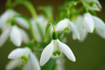 Bouquet of white and green snowdrop galanthus flowers in a small vase