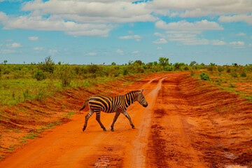 a zebra covered in red sand in Tsavo National Park crosses the road - obrazy, fototapety, plakaty