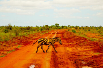 a zebra covered in red sand in Tsavo National Park in Kenya crosses the road