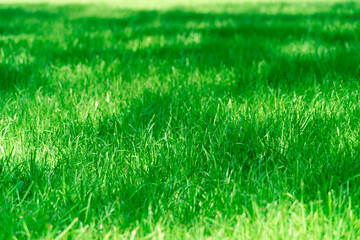 bright green grass background in a city park on a sunny day, tree shadows on the lawn