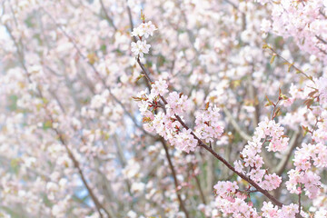 Spring natural background. Delicate blooming sakura in a spring park