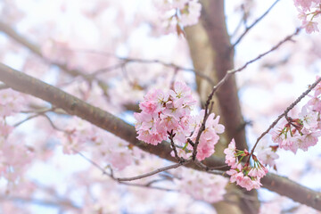 Spring natural background. Delicate blooming sakura in a spring park