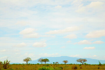 .beautiful savannah views, red clay roads, African landscapes with animals in Kenya