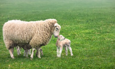 British domestic sheep with newborn lamb stay in a summer green meadow. UK. Foggy morning