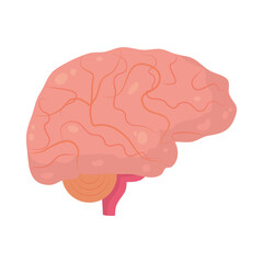 human brain organ