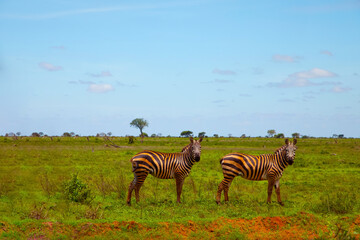 two zebras covered in red sand in Tsavo Kenyas National Park lookin at camera