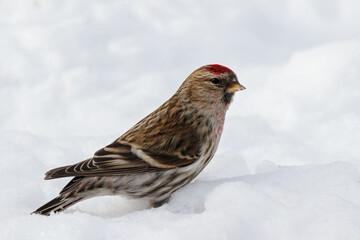 Common redpoll acanthis flammea male standing on snow. Cute little white brown finch with pink breast. Bird in wildlife.