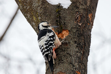 White-backed woodpecker dendrocopos leucotos female perched on tree looking for food. Cute rare forest bird in wildlife.
