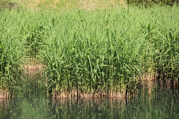 水辺に群生している葦(ヨシ/アシ)