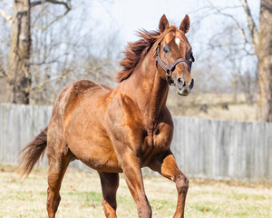 A side angle shot of a chestnut Thoroughbred horse galloping toward the viewer in a pasture.