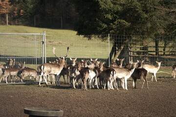 Wildgehege mit Rehen