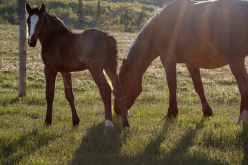 horse and foal
