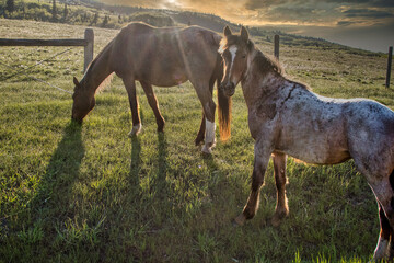 horse and foal