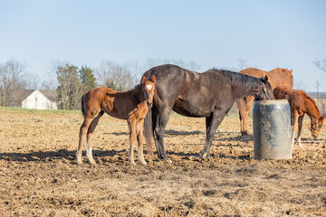 A brown mare drinking from a waterer in a pasture with a young foal.