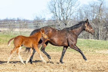 A Thoroughbred broodmare and her foal trotting across a pasture in the early spring.