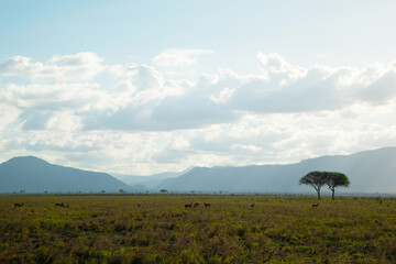 .beautiful savannah views, red clay roads, African landscapes with animals in Kenya
