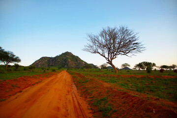 Fototapeta na wymiar .beautiful savannah views, red clay roads, African landscapes with animals in Kenya