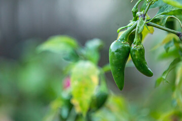 Growing Green Pepper in Garden