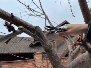 Preparing trees for spring