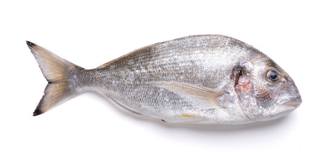 Raw and fresh sea bream