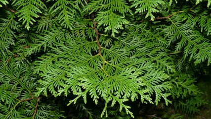 Thuja background - Foliage of Northern white cedar (Thuja occidentalis) 'Brabant' in summer