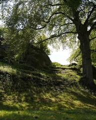 Magischer Wald im Harz
