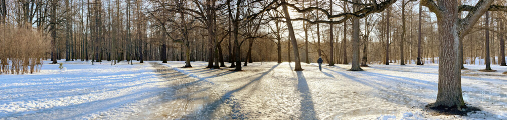 Panoramic image of spring park, shadow of black trunks of trees at sunset