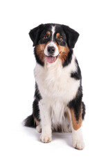 Portrait of an Australian shepherd