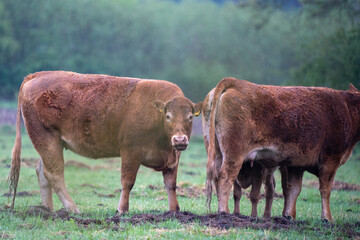 Braune Rinder mit Baby Kalb im Regen