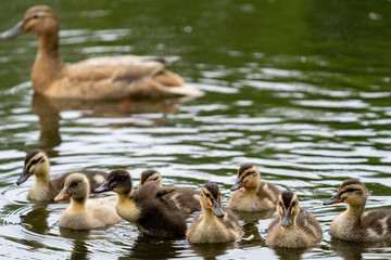 Süße Baby Enten Küken spielen im Wasser auf dem Teich