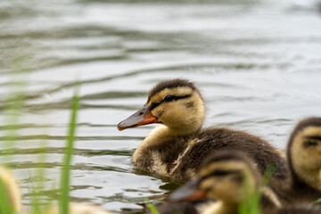 Süßes Baby Enten Küken auf dem Teich