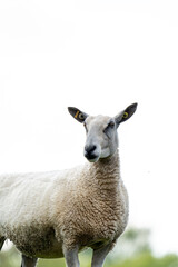 Fototapeta premium Schaf guckt neugierig und aufmerksam