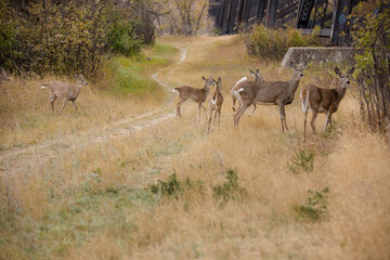 Naklejka na ściany i meble Deer on a backroads prairie trail