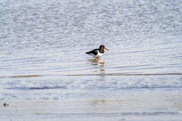 Austernfischer sucht im seichten Wasser nach Nahrung