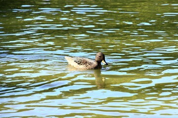 patos nadando en una laguna artificial en el parque de mi ciudad