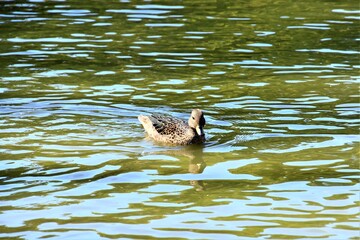 patos nadando en una laguna artificial en el parque de mi ciudad