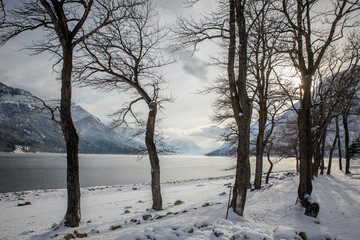 Frozen trees on the shore of Waterton Lakes in winter