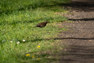 Amsel Weibchen mit einem Käfer am Wegesrand
