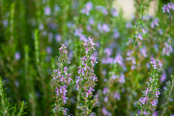 Green Rosemary Herb in Organic Garden