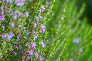 Fototapeta premium Green Rosemary Herb in Organic Garden