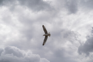 Möwe auf Sylt im Flug