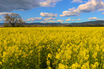 Fototapeta premium Napa Valley Mustard Flower Field