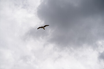 Möwe auf Sylt im Flug