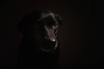 Labrador dog distracted on isolated black background