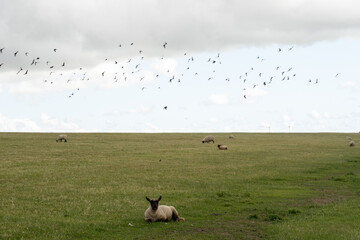 Schafe und Vögel am Deich an der Nordsee