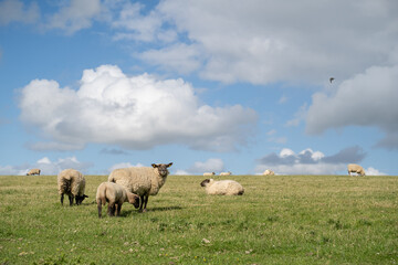 Schafe am Deich an der Nordsee